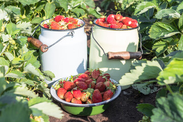 Two enameled buckets and an enameled basin full of freshly picked strawberries in the summer garden. Strawberries in a bucket on a strawberry bed.
