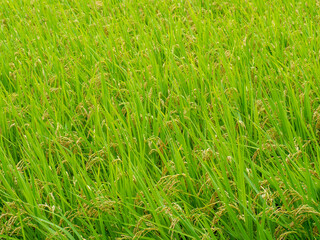 収穫間近の稲穂