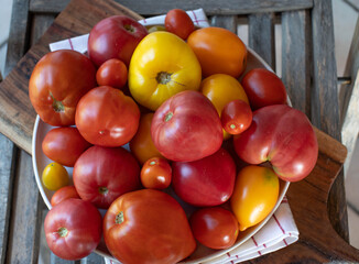 Red and yellow tomatoes fresh harvested from the garden