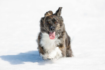 雪の上で遊ぶチワックスの犬