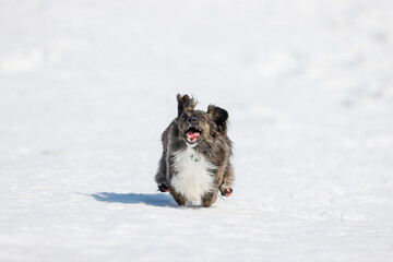 雪の上で遊ぶチワックスの犬