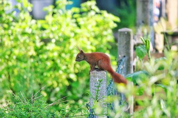 Eichhörnchen auf Futtersuche