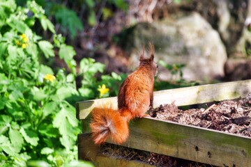 Eichhörnchen auf Futtersuche