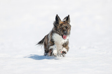 雪の上で遊ぶチワックスの犬