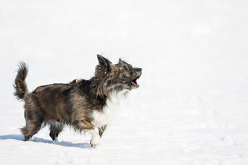 雪の上で遊ぶチワックスの犬