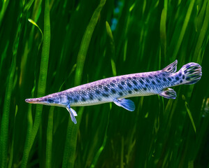 Closeup of a sturgeon fish