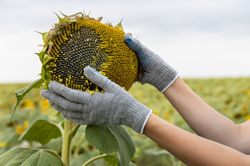 a farmer in a field cleans a sunflower