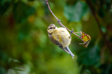 Closeup of a Blue Tit Bird