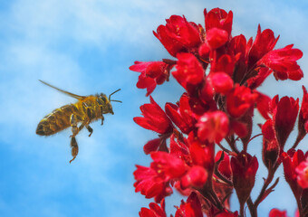 Bee flying to a red heuchera flower