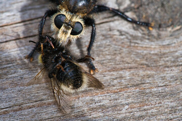 Yellow murder fly or yellow robber fly with a bumblebee as prey. Insect is sucked