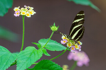 butterfly on flower
