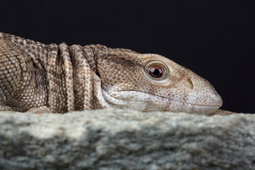 A portrait of a Savannah Monitor on a rock
