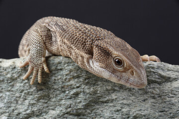 A portrait of a Savannah Monitor on a rock
