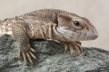 A portrait of a Savannah Monitor on a rock
