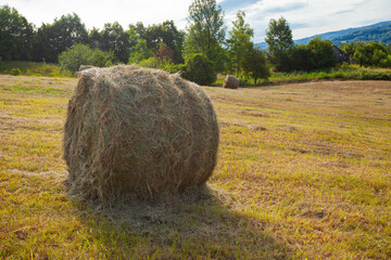 Countryside summer farmland nature landscape. Golden round hay bale on agriculture farm pastureland fields  after harvest. Rural scenery.	
