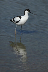 A Pied Avocet foraging in shallow water

