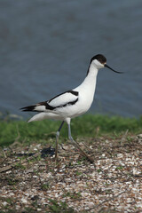 A Pied Avocet standing on small island created as nesting site for these birds
