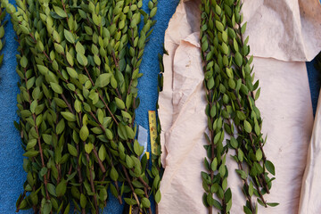 Hadass or myrtle branches that comprise one of the four species that are used in the ritual...