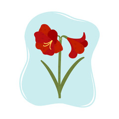 Beautiful blooming amaryllis. Exotic red flower, vector illustration