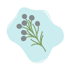 Branch of brunia blooming flowers, vector illustration