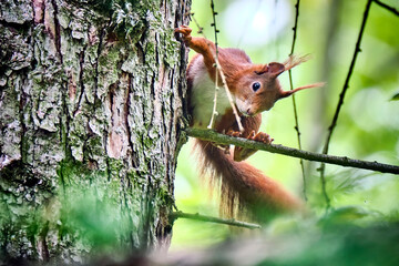 Eurasisches Eichhörnchen ( Sciurus vulgaris ). © Michael