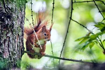 Eurasisches Eichhörnchen ( Sciurus vulgaris ). © Michael