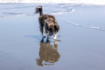 湘南の海で遊ぶチワックスの犬