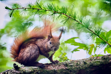 Eurasisches Eichhörnchen ( Sciurus vulgaris ). © Michael