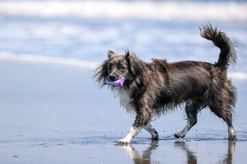 湘南の海で遊ぶチワックスの犬