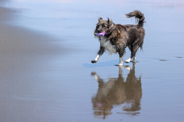湘南の海で遊ぶチワックスの犬