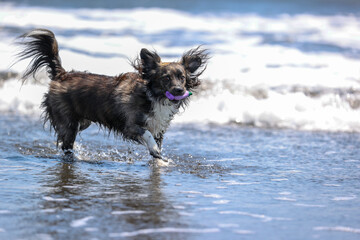 湘南の海で遊ぶチワックスの犬