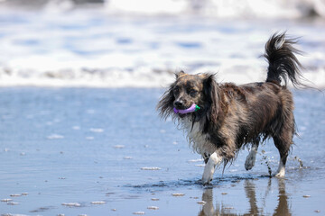 湘南の海で遊ぶチワックスの犬