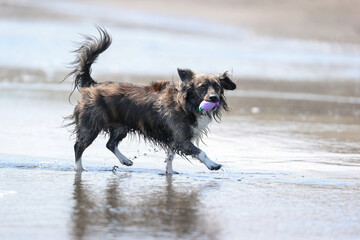 湘南の海で遊ぶチワックスの犬