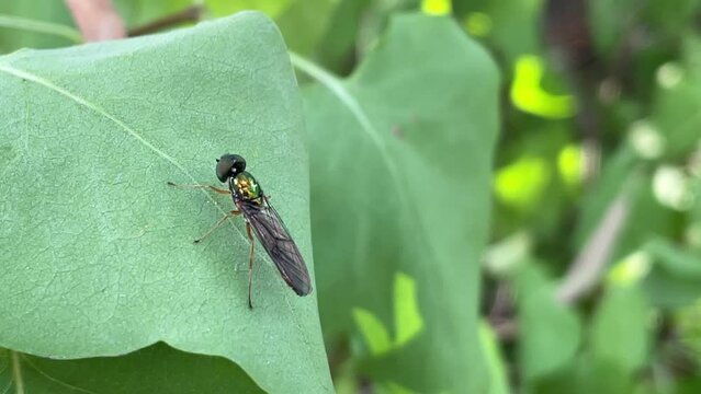 Eine Sargus bipunctacus im Stadion Imago auf einem Blatt.