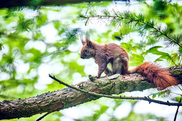 Eurasisches Eichhörnchen ( Sciurus vulgaris ).