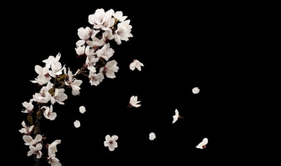 photo of a fruit branch with white flowers, falling due to the action of the wind, on a black background, © munimara