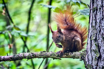 Eurasisches Eichhörnchen ( Sciurus vulgaris ).