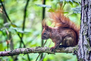 Eurasisches Eichhörnchen ( Sciurus vulgaris ).