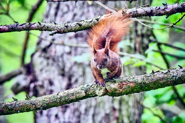 Eurasisches Eichhörnchen ( Sciurus vulgaris ). © Michael