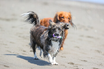 海で遊ぶチワックスの犬達