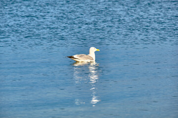 A seagull swims in Lake Baikal in the Chivyrkuysky Bay of the Buryat Republic.