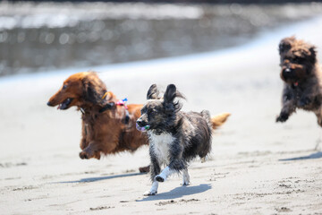 Naklejka premium 海で遊ぶチワックスの犬とダックスフント