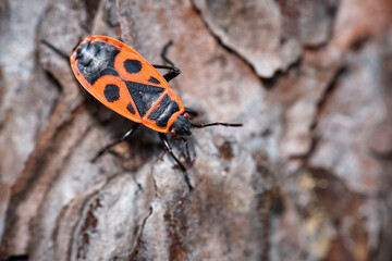Gemeine Feuerwanze ( Pyrrhocoris apterus ).