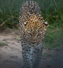 Beautiful portrait of a wild leopard in queen elisabeth national park in Uganda, Africa