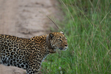 Beautiful profile portrait of a wild leopard with a geolocation collar in queen elisabeth national park in Uganda, Africa