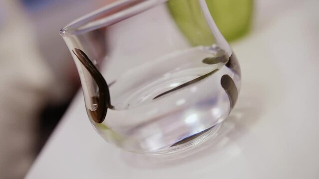 Hirudotherapy in a medical salon. Leeches in a jar of water.