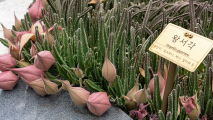  Stapelia gigantea begins to bloom
