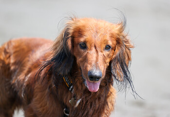 海で遊ぶ犬のダックスフントの顔