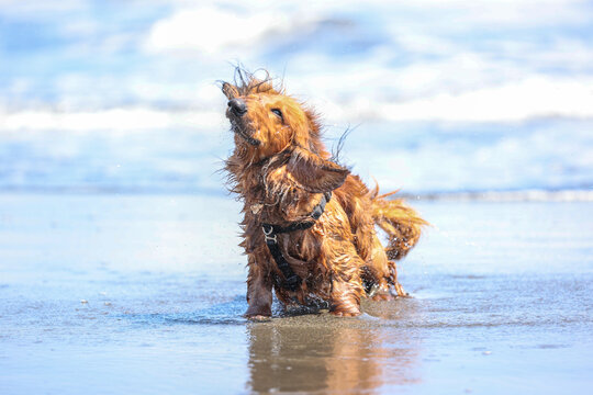 ブルブル Images Browse 147 Stock Photos Vectors And Video Adobe Stock ブルブル Images Browse 147 Stock Photos Vectors And Video Adobe Stock