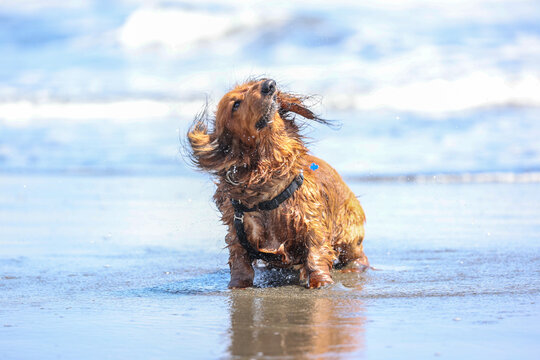 ブルブル の画像 9 269 件の Stock 写真 ベクターおよびビデオ Adobe Stock